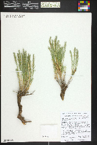 Neokochia americana image