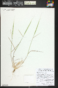 Aegilops cylindrica image