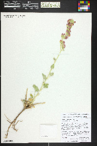 Sphaeralcea parvifolia image