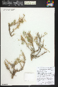 Picrothamnus desertorum image