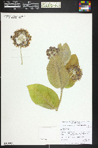 Asclepias speciosa image