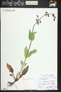 Penstemon barbatus image