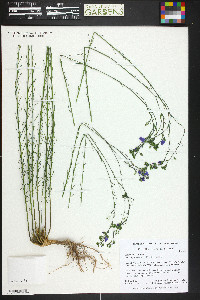 Linum lewisii image