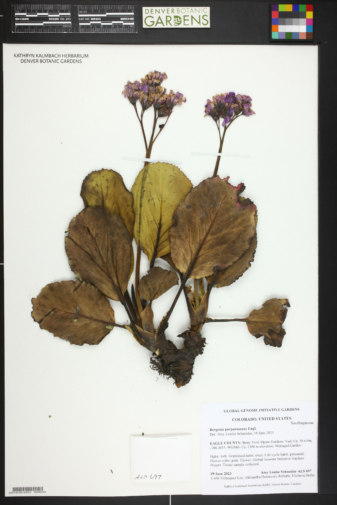 Bergenia purpurascens image