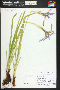 Iris missouriensis image