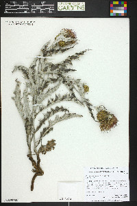 Cirsium undulatum image