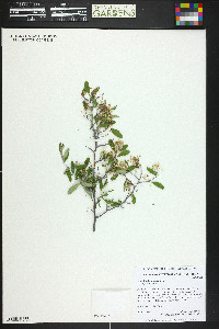 Ceanothus fendleri image