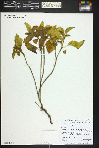 Physalis hederifolia image