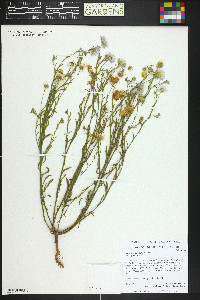 Erigeron flagellaris image