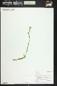 Turritis glabra image