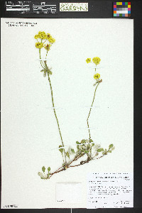 Eriogonum umbellatum var. ramulosum image