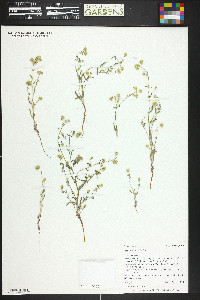 Cryptantha gracilis image