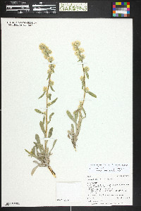 Cryptantha sericea image