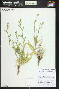 Mentzelia albicaulis image