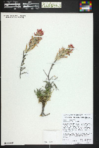 Castilleja chromosa image