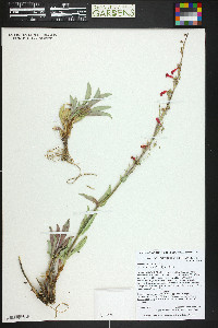 Penstemon eatonii image