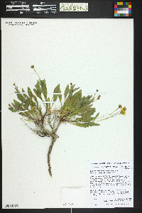 Platyschkuhria integrifolia image