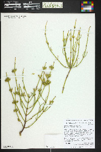 Ephedra viridis image