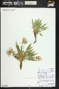 Oenothera cespitosa subsp. navajoensis image