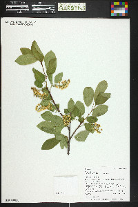 Prunus virginiana var. melanocarpa image