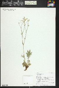 Potentilla hippiana image