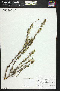 Purshia tridentata image