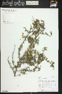 Purshia tridentata image