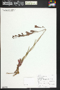 Penstemon comarrhenus image