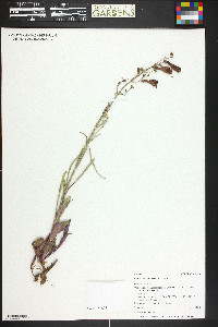 Penstemon comarrhenus image