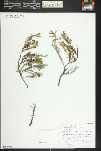 Penstemon crandallii image