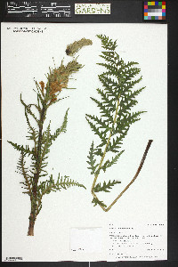 Pedicularis procera image