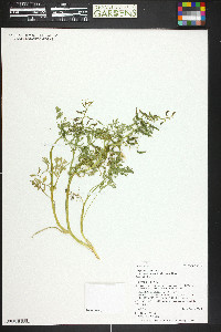 Corydalis aurea image