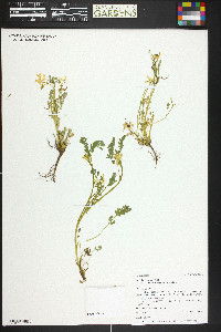 Corydalis aurea subsp. occidentalis image