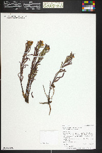 Pedicularis racemosa image