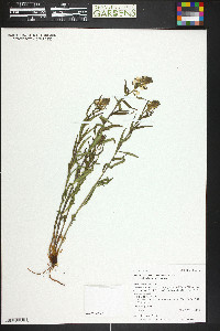 Pedicularis racemosa image