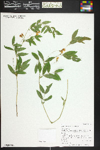 Lathyrus laetivirens image