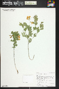 Lathyrus laetivirens image