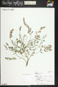 Hedysarum boreale var. boreale image