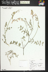 Hedysarum boreale var. boreale image