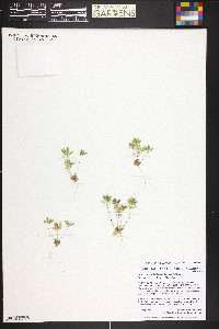 Draba cuneifolia image