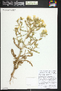 Mentzelia cronquistii image