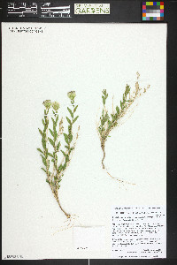 Brickellia oblongifolia var. linifolia image