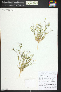 Gilia clokeyi image