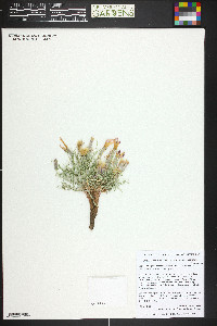 Lygodesmia grandiflora image