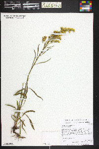 Solidago multiradiata image