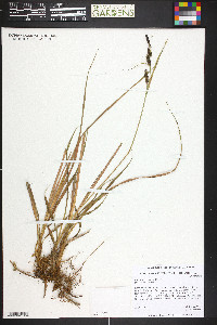 Carex nebrascensis image