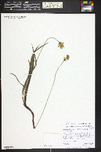 Agoseris glauca image