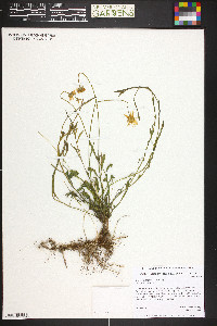 Erigeron flagellaris image