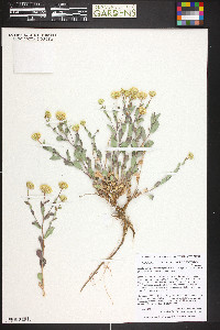 Xanthisma grindelioides image