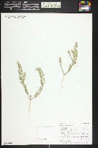 Alyssum simplex image